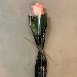 Elegant Rose